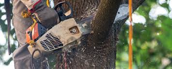 Best Storm Damage Tree Cleanup  in Hinton, WV