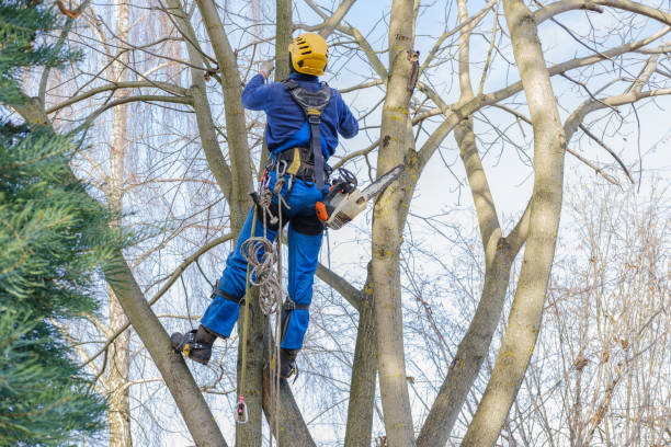 Best Seasonal Cleanup (Spring/Fall)  in Hinton, WV