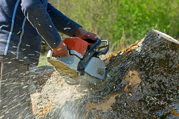 Best Arborist Consultation Services  in Hinton, WV